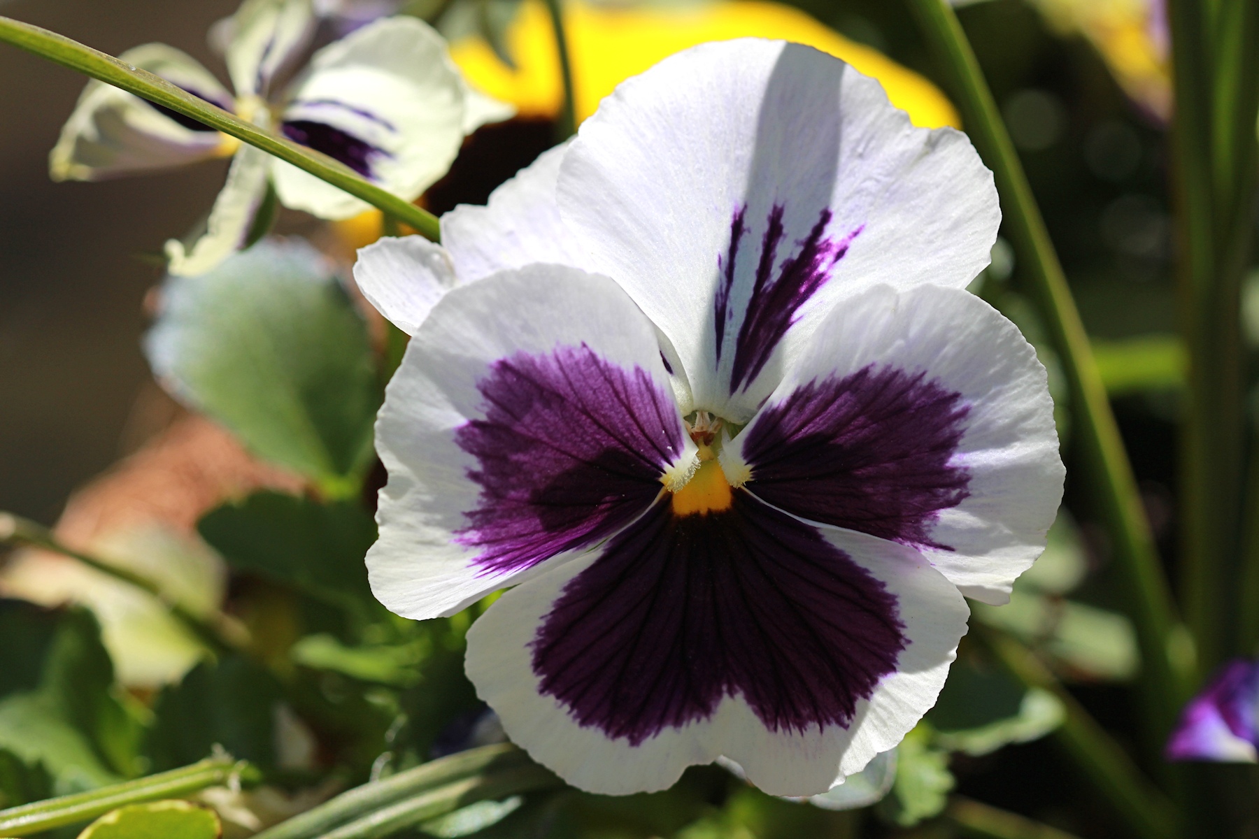 Pansy Macro<BR>May 1, 2013
