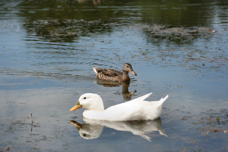 Duck Reflections