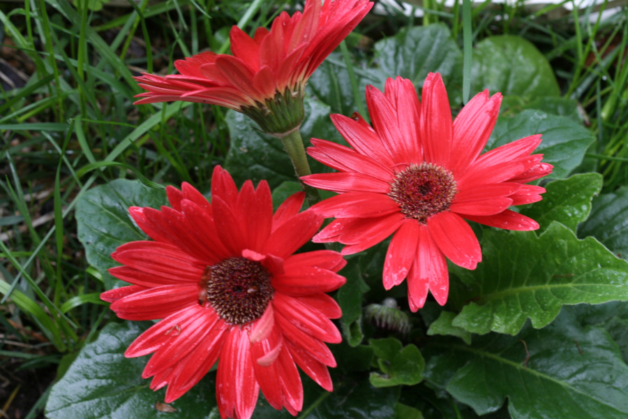 May 16, 2006<BR>Red Daisies
