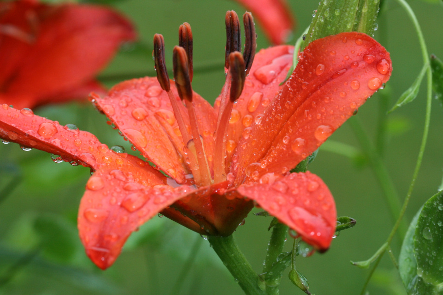 June 26, 2006<BR>Water drops on Lilly