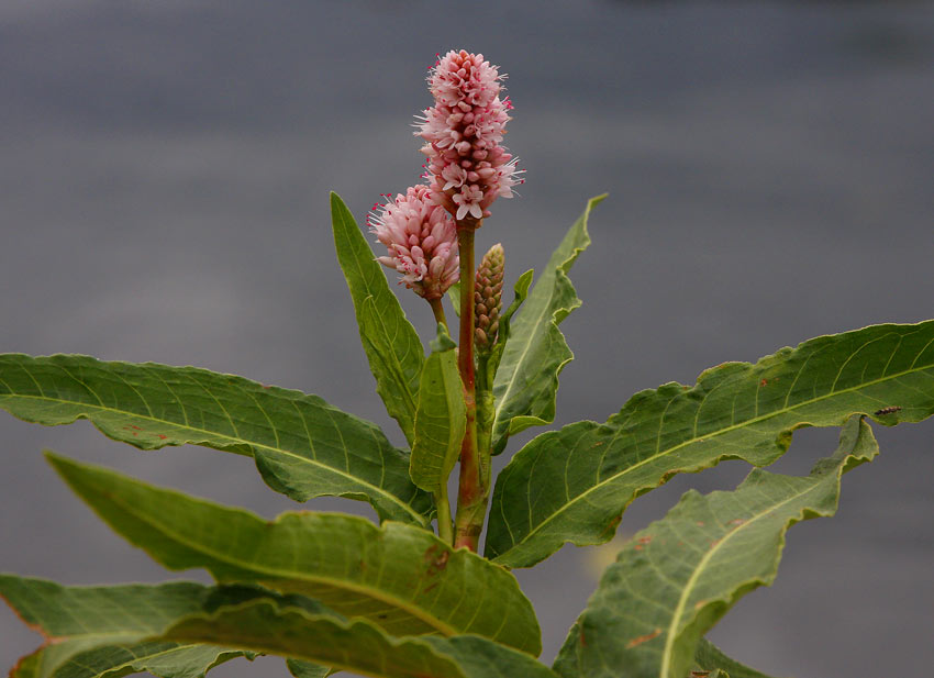 Vattenpilrt (Persicaria amphibia)