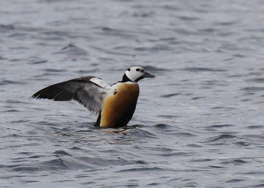 Stellers Eider (Polysticta stelleri)
