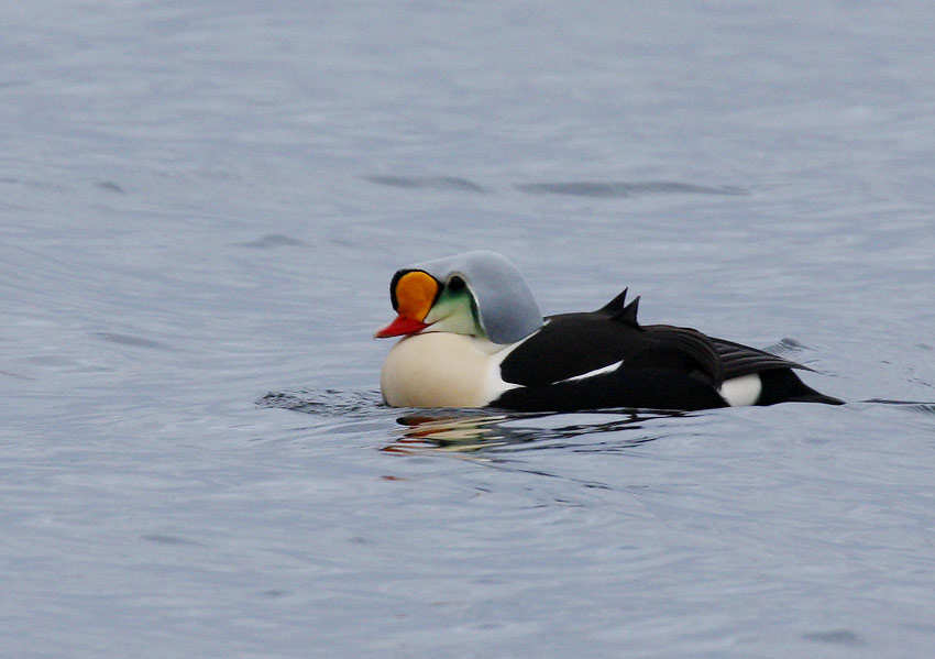 King Eider (Somateria spectabilis)