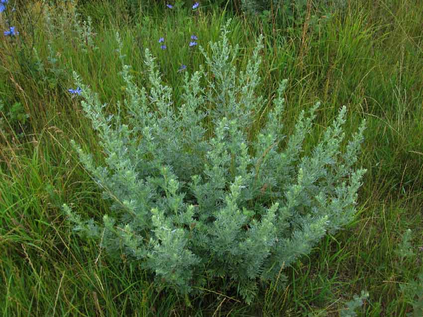 Malrt (Artemisia absinthium)