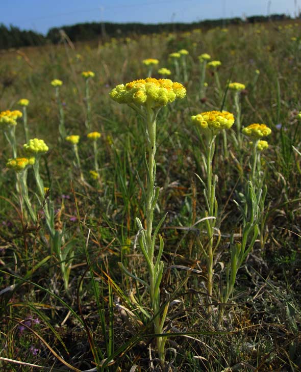 Hedblomster (Helichrysum arenarium)