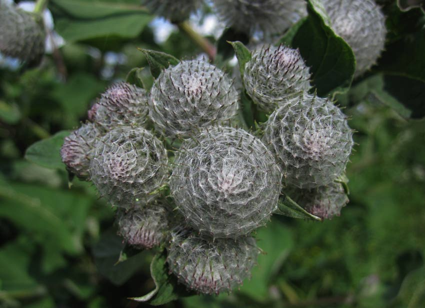 Ullkardborre (Arctium tomentosum)