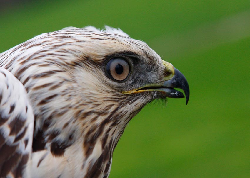 Rough-legged Buzzard (Buteo lagopus)