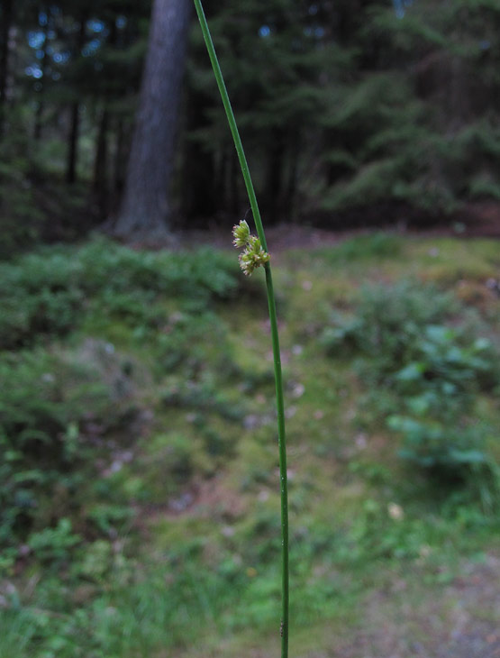 Trdtg (Juncus filiformis)