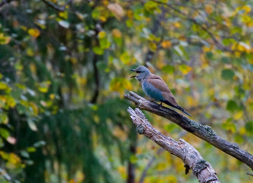 European Roller (Coracias garrulus)