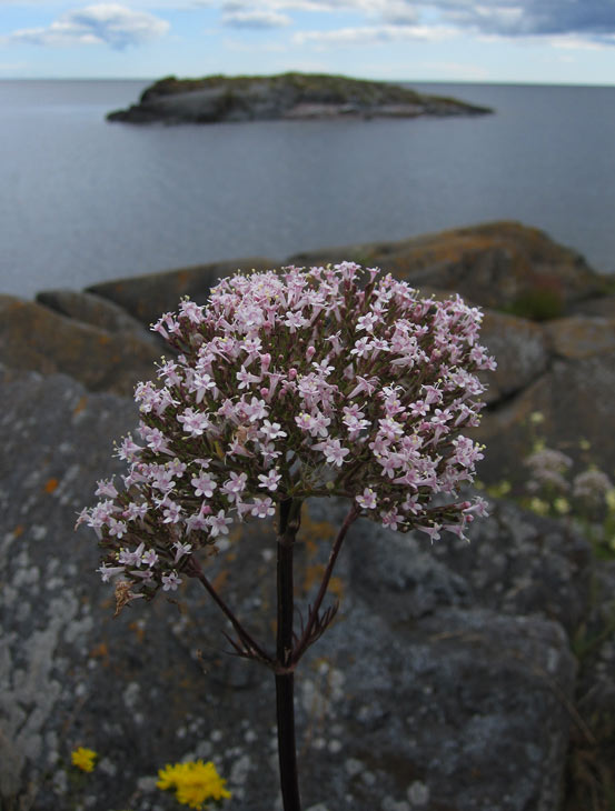 Strandvnderot (Valeriana sambucifolia ssp. salina)