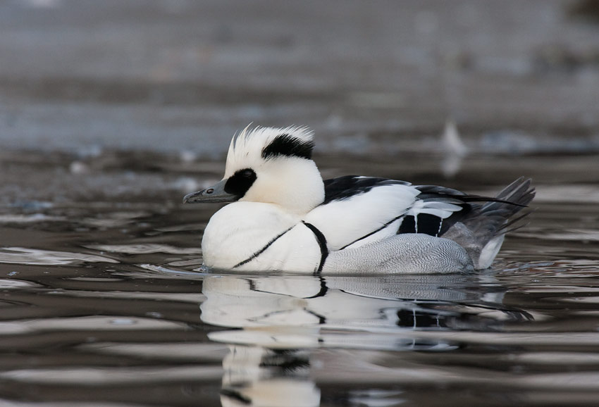 Smew (Mergellus albellus)