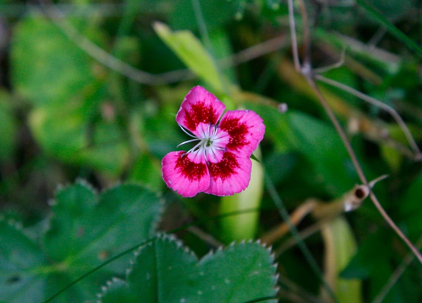 Borstnejlika (Dianthus barbatus)