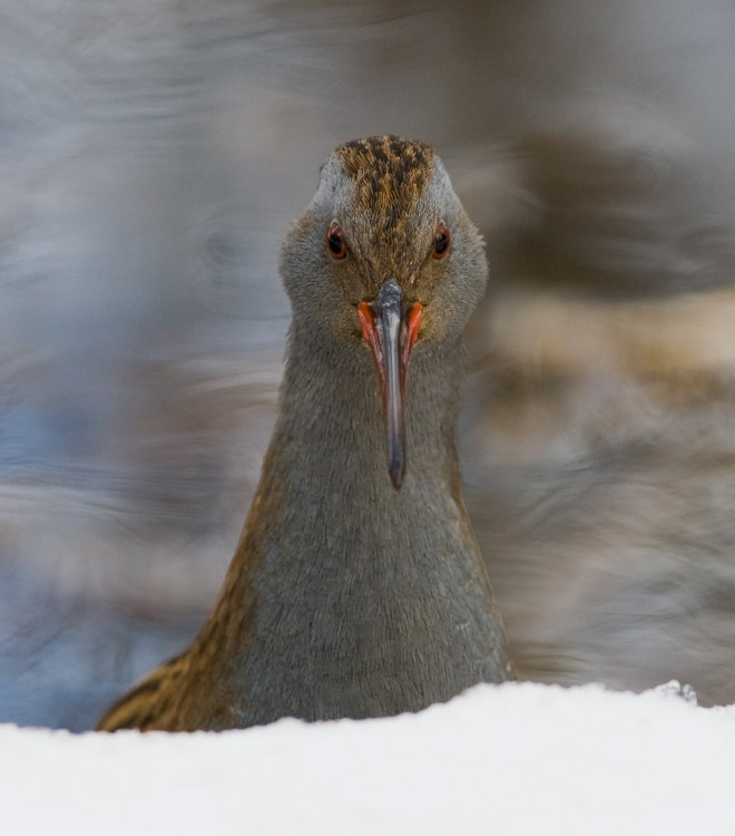 Water Rail (Rallus aquaticus)