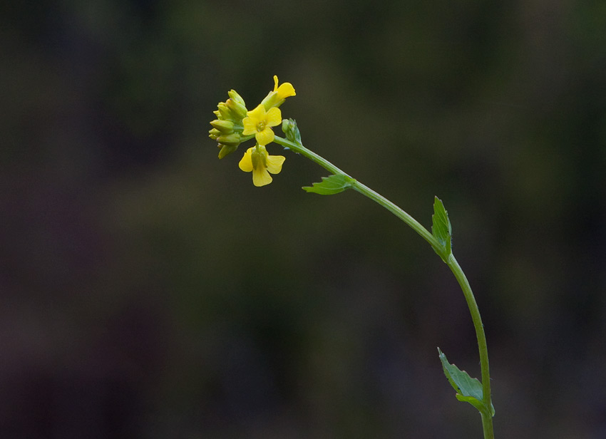 kerkl (Brassica rapa ssp. campestris)