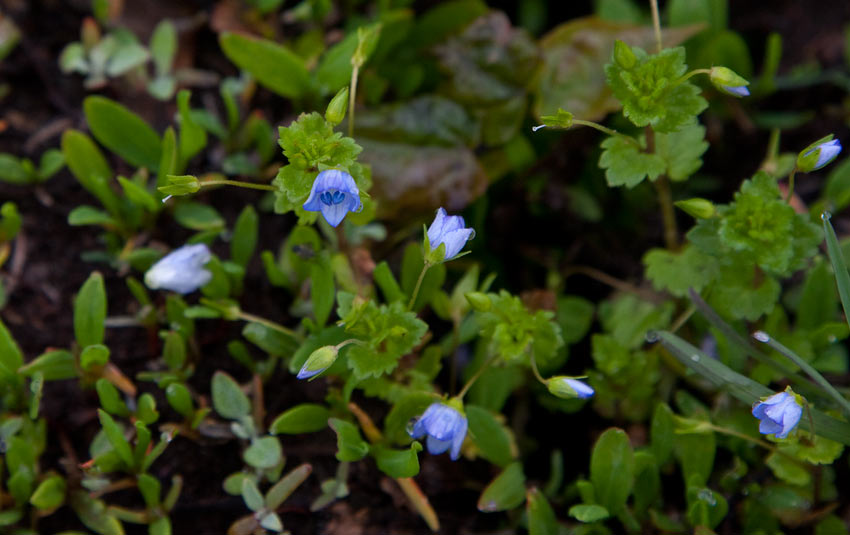 Trdveronika (Veronica filiformis)