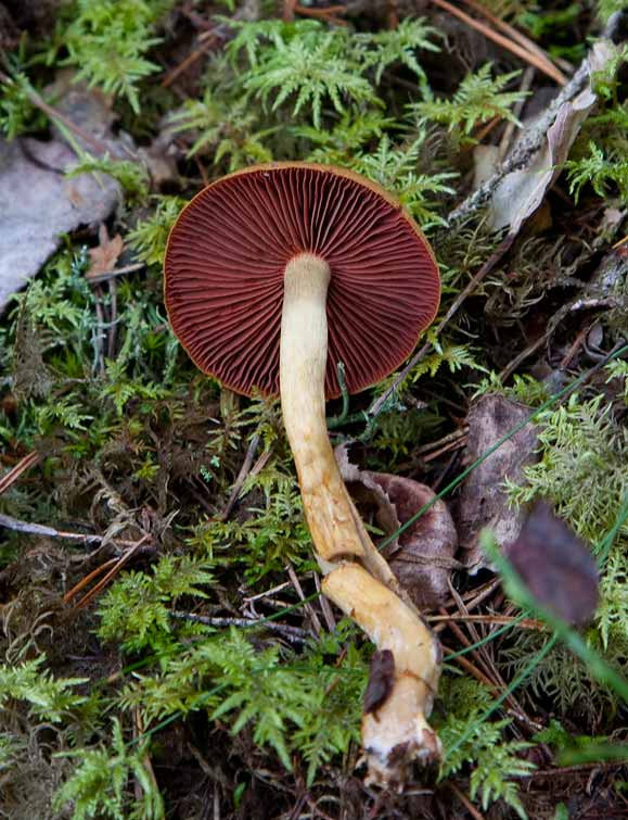 Rostrdskivig spindling (Cortinarius fervidus)