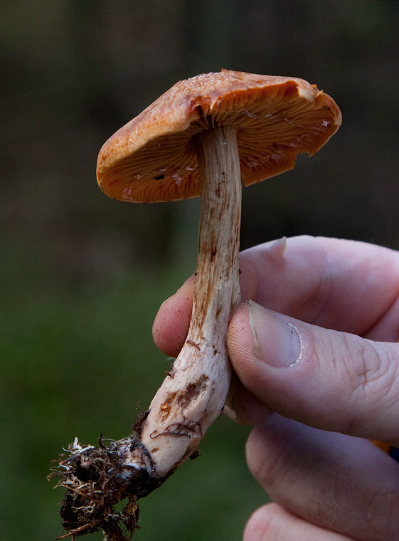 Hlspindling (Cortinarius bivelus)