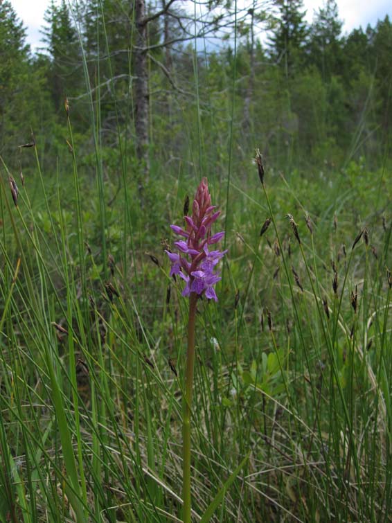 Sumpnycklar (Dactylorhiza traunsteineri)