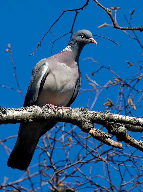 Common Wood Pigeon (Columba palumbus)