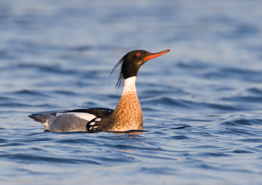Red-breasted Merganser (Mergus serrator)