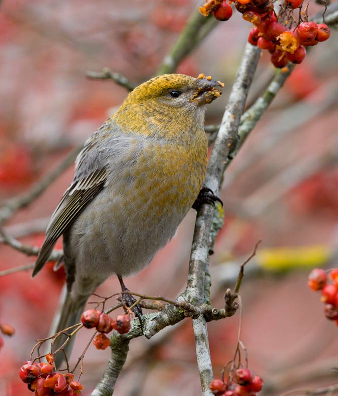 Pine Grosbeak (Pinicola enucleator)	