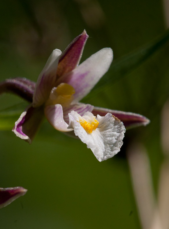 Krrknipprot (Epipactis palustris)
