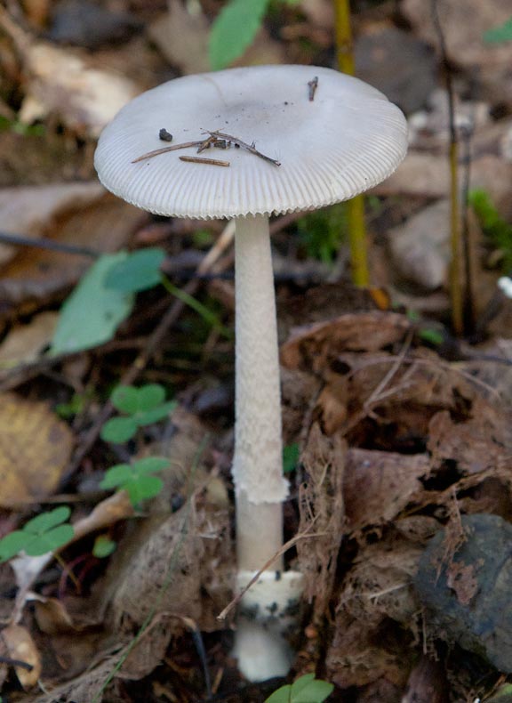 Gr kamskivling (Amanita vaginata)