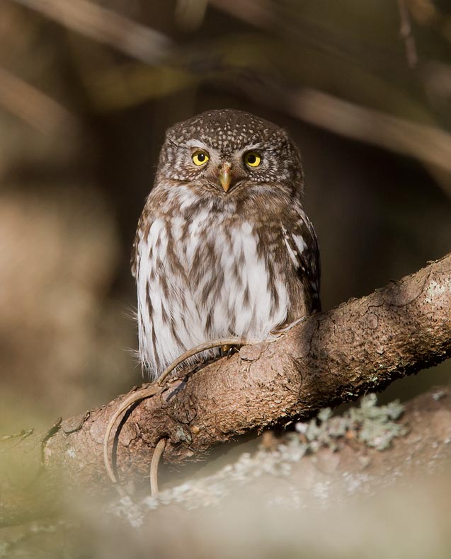 Eurasian Pygmy-Owl (Glaucidium passerinum)