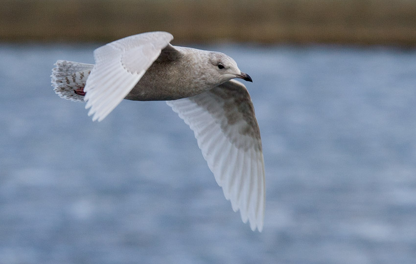 Iceland Gull (Larus glaucoides)