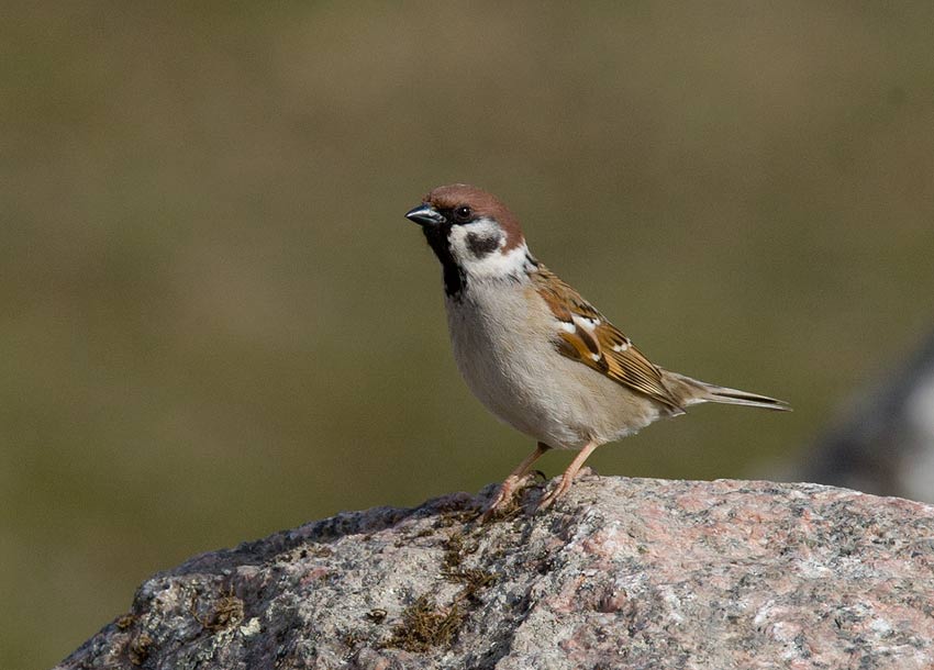 Eurasian Tree Sparrow (Passer montanus)