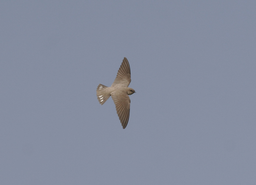 Pale Crag Martin (Ptyonoprogne fuligula)