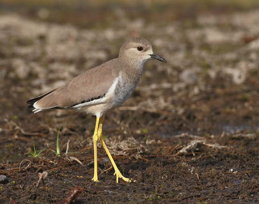 White-tailed Plover (Chettusia leucura)