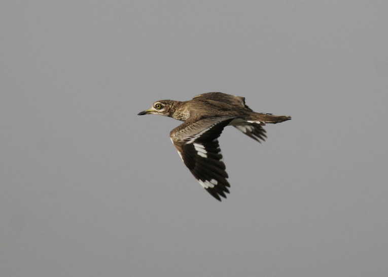 Senegal Thick-knee (Burhinus senegalensis)