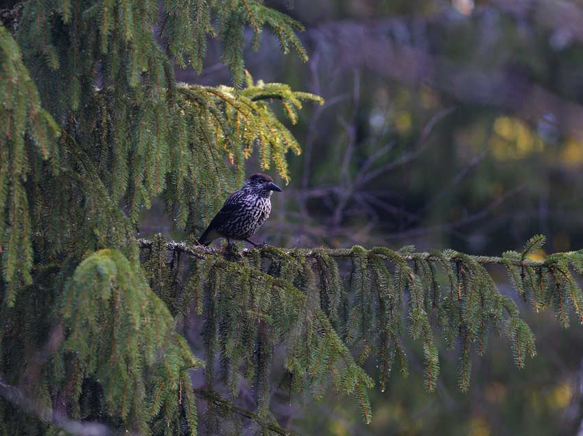 Nutcracker (Nucifraga caryocatactes)