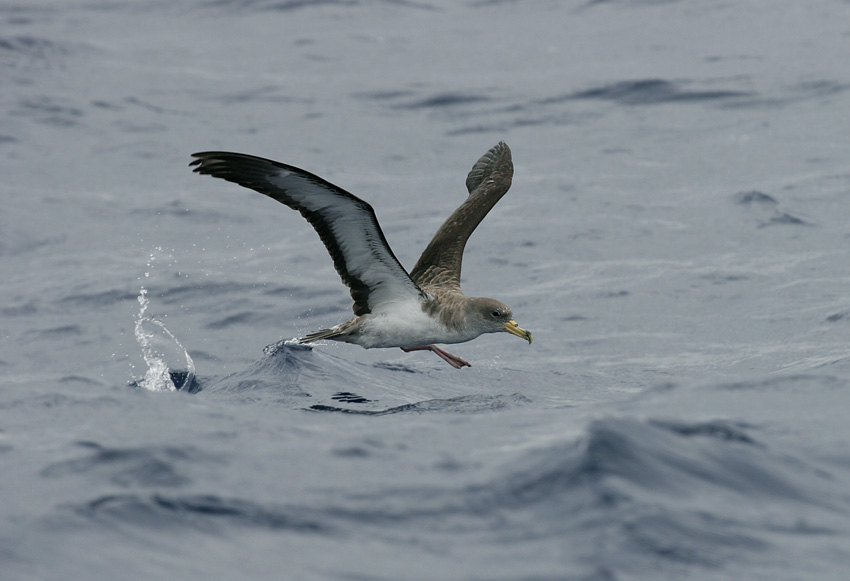 Corys Shearwater (Calonectris diomedea)