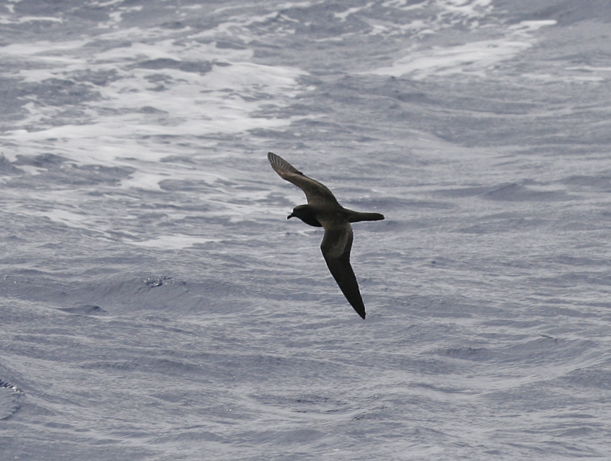 Bulwers Petrel (Bulweria bulwerii)