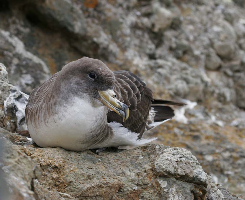Corys Shearwater (Calonectris diomedea)