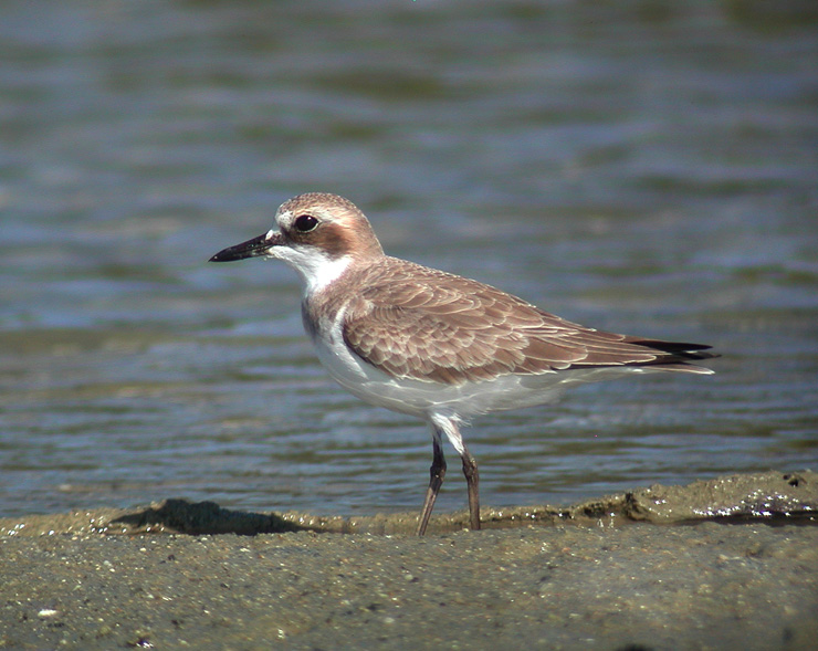 Greater Sand Plover (Charadius leschenaultii)