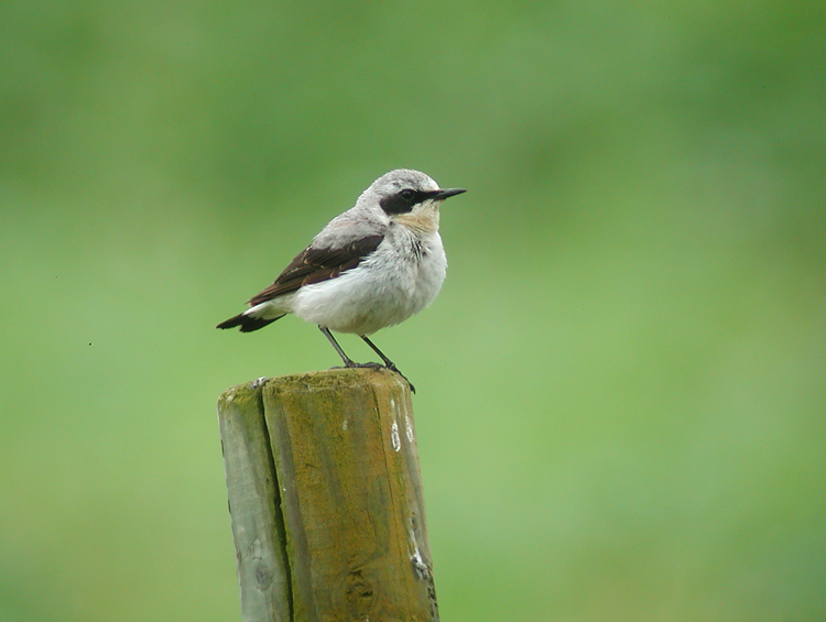 Northern Wheatear (Oenanthe Oenanthe)
