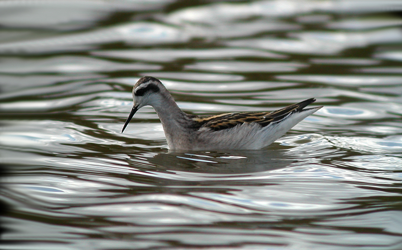 Red-necked Phalarope (Phalaropus lobatus)