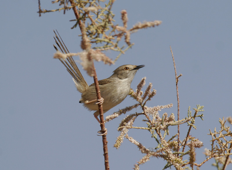 Graceful Warbler (Prinia gracilis)