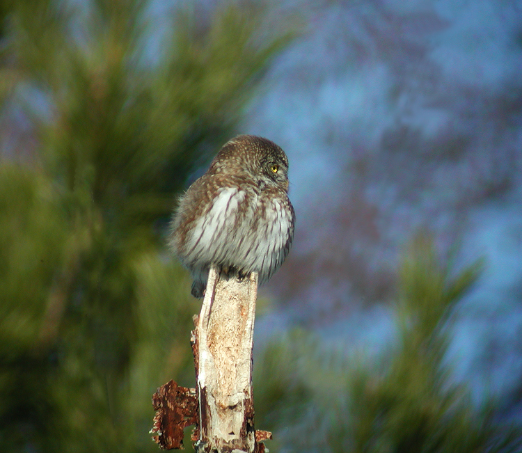 Pygmy Owl (Glaucidium passerinum)