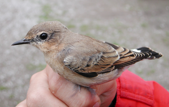 Northern Wheatear (Oenanthe oenanthe)