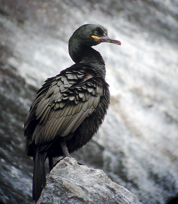 European Shag (Phalacrocorax aristotelis)