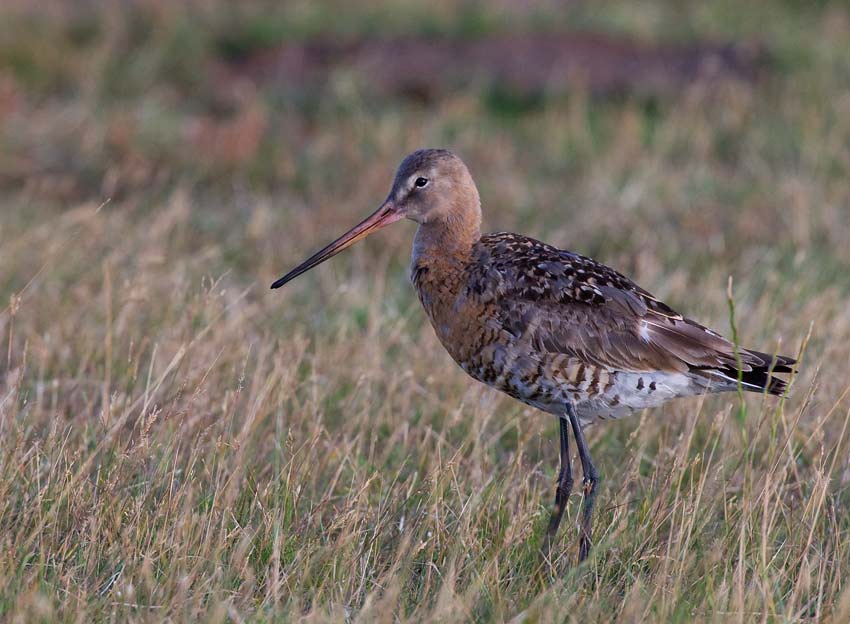 Black-tailed Godwit (Limosa limosa)