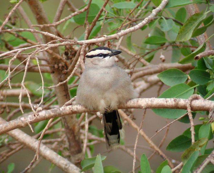 Black-headed Bush Shrike (Tchagra senegala)