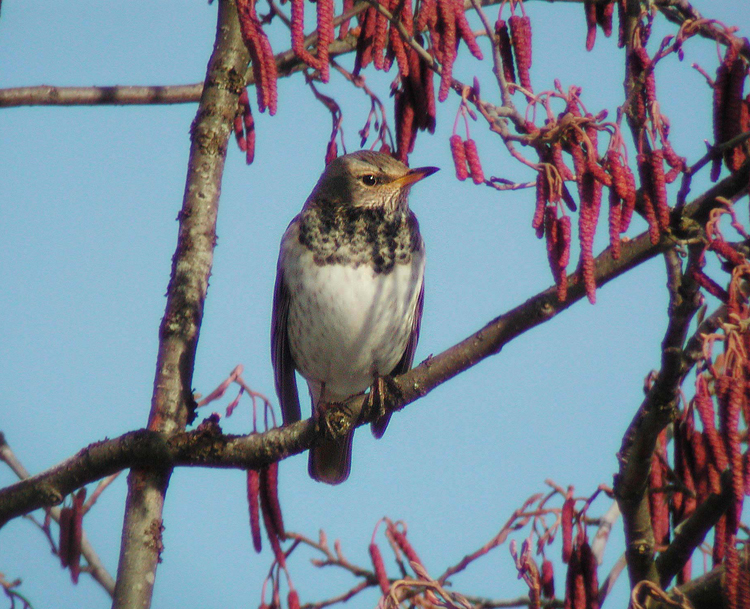 Black-throated Thrush (Turdus ruficollis atrogularis)