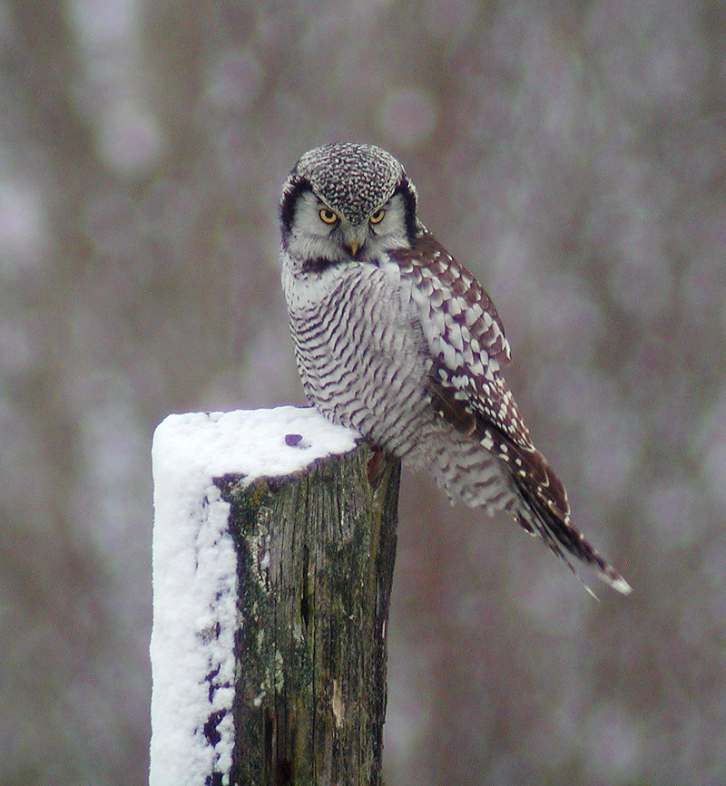 Northern Hawk Owl (Surnia ulula)