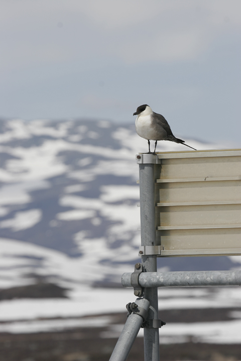 Long-tailed Skua (Stercorarius longicaudus)