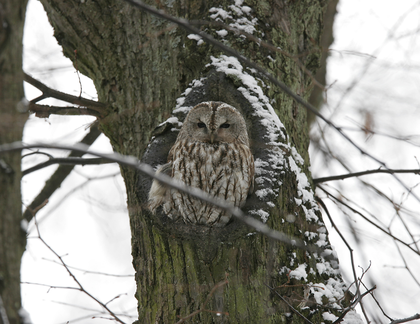 Tawny Owl (Strix aluco)